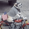 MOTO DOG (TOBI)