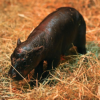 New Born Haggis Pygmy Hippo (HAGGIS)