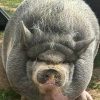 Nikepig (NIKEPIG)