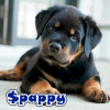 PAPPY (PAPPY)
