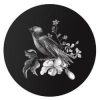 Philetairus Socius (SOCIUS) Philetairus Socius (SOCIUS)