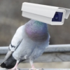 Pigeon Tech (GOVAI)