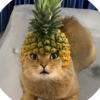 Pineapple Cat (PCAT) Pineapple Cat (PCAT)