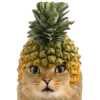 Pineapple Cat (PICA)