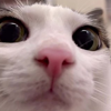 Plink Cat (PLINK) Plink Cat (PLINK)