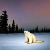 Polar Bear 2026 (ойойойойой) Polar Bear 2026 (ойойойойой)