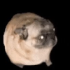 PUGDOG (PUGDOG)