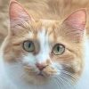 Pumpkin Staked SOL (PUMPKINSOL) Pumpkin Staked SOL (PUMPKINSOL)