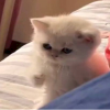 PUNCHI (PUNCHI) PUNCHI (PUNCHI)