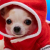 puppers-puppers-coin-logo.png puppers-puppers-coin-logo.png