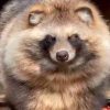 Raccoon Dog (RACCOONDOG)