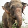 Raju the Elephant (RAJU)