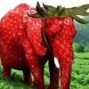 Real Strawberry Elephant (صباح الفرو)