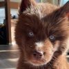 Red Siberian Husky (KOVU)