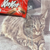 Remember KitKat (KITKAT)
