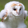 Running Barn Owl (EHHH)