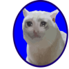 Sad Cat Token (SCAT) Sad Cat Token (SCAT)