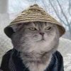 Samurai Cat (YUKI) Samurai Cat (YUKI)