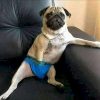 Sexy dog (SEXYDOG)