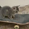 SkateCat (SKATECAT)