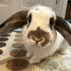Solport Tom’s bunny Lola (LOLA) Solport Tom's bunny Lola (LOLA)