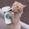 StarbucksCat (STRBCT) StarbucksCat (STRBCT)
