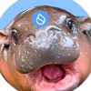 sudeng (HIPPO)