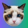 Taylor Swift’s Cat Benji (BENJI) Taylor Swift's Cat Benji (BENJI)