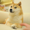 The Doge NFT (DOG) The Doge NFT (DOG)