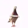 the-first-sendor-pigeon-coin-logo.png