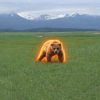 the-mercy-of-the-bear-grizzly-coin-logo.png
