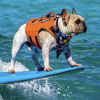 The Surfing Frenchie (DALE) The Surfing Frenchie (DALE)