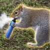 The Vaping Squirrel (VNUT)