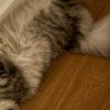 Toly’s Cat (TOLYCAT) Toly's Cat (TOLYCAT)