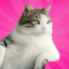 Tombili the Fat Cat (FATCAT) Tombili the Fat Cat (FATCAT)