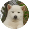 Toshi (TOSHI) Toshi (TOSHI)