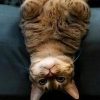UpSideDownCat (USDC)