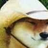 What in Tarnation? (WIT) What in Tarnation? (WIT)