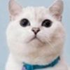 White Coffee Cat (WCC) White Coffee Cat (WCC)