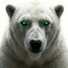 White Polar Bear (ICEBEAR)