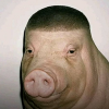Wigger Pig (PIGGER)