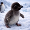 World's Tiniest Penguin (HENRY)