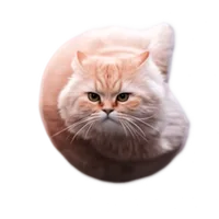 Flying Spinning Cat Logo