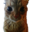 Gakster