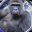 Harambe on Solana