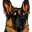Hund