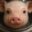 Moonpig