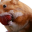 nomnom