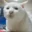 Serious Cat