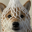 Wrapped Dog
